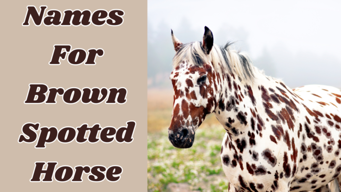 names for brown spotted horses