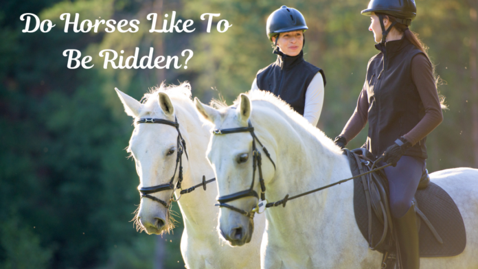 Do horses like to be ridden