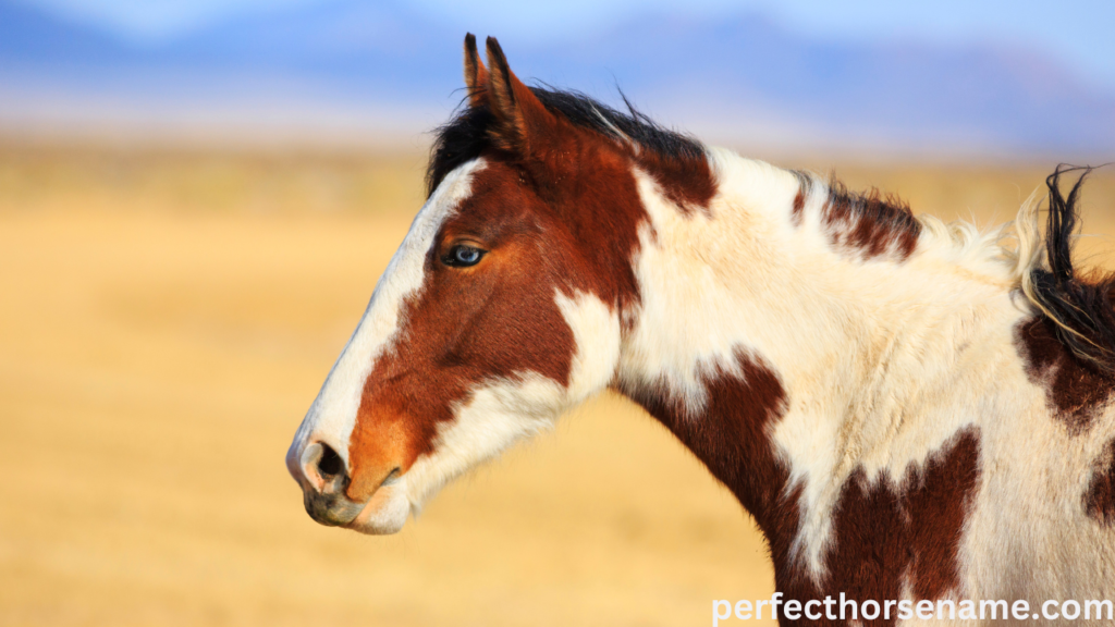 names for brown and white spotted horses