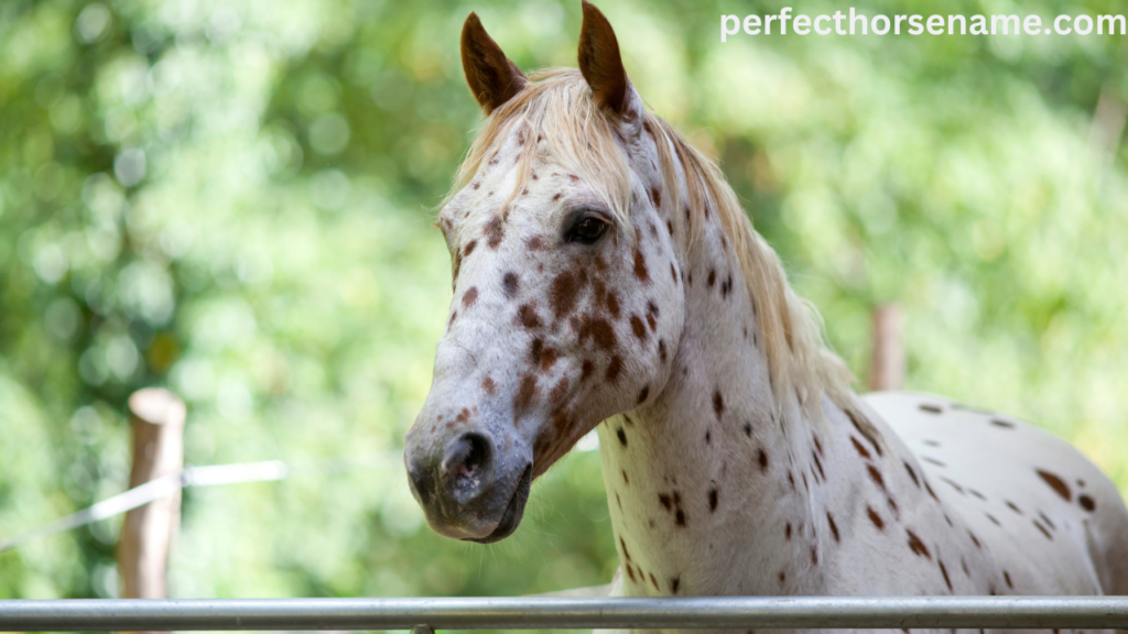 names for brown spotted horses