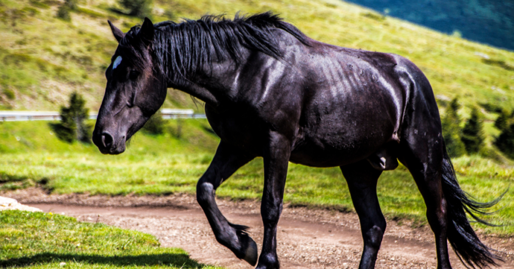 names of black horses 4