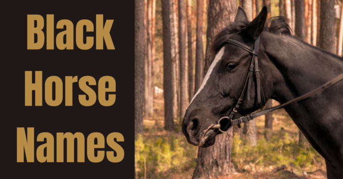 names of black horses