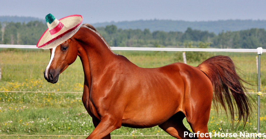 Mexican Horse Names