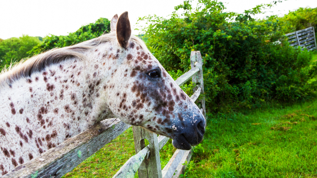 names for brown spotted horses